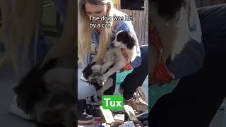 A Real Rescue in Action
