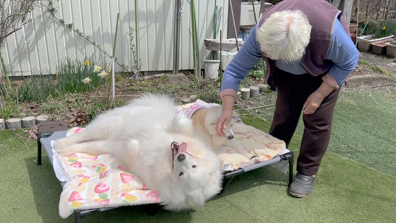 大好きな柴犬にプレゼントを渡して、添い寝の許可を頂けたサモエド、大喜び。