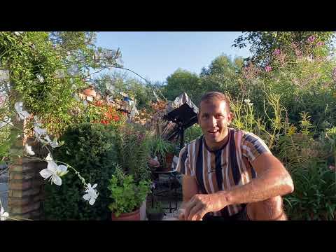 Tulipán és tavaszi hagymások ültetése