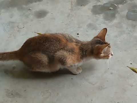 I turns every Flesh to Skull🏴‍☠️ and bones 🦴 2022 | cute cat videos | funny cats | try not to laugh