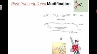 Post-Transcriptional Modification (2016) IB Biology