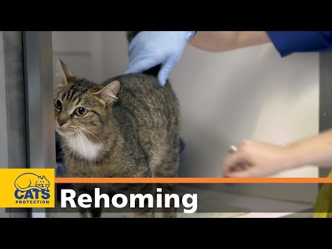 Rehome an older cat