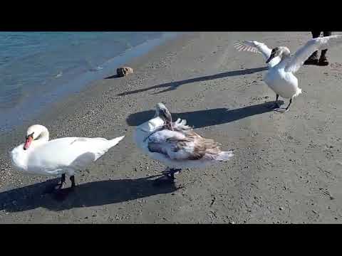 Back sea sore constanta beach romania