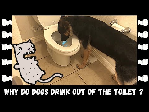 why do dogs drink out of the toilet