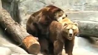 Bears funny ! 2