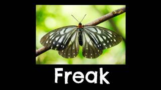 Moths that are Actually Real