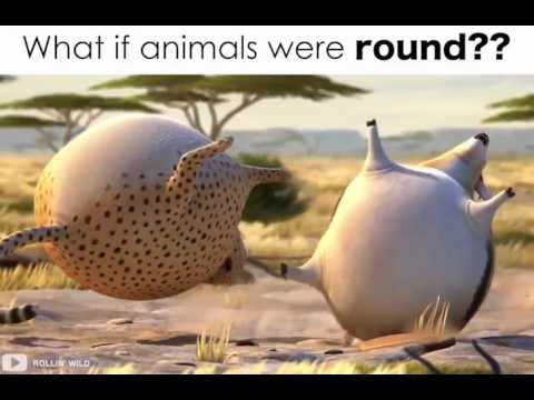 What would have happened if all animals had round shape