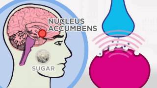 Sugar Addiction Explained By Dr  Robert H  Lustig