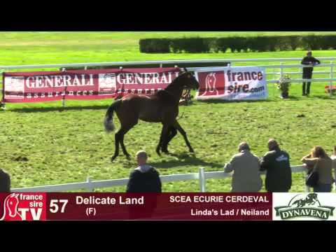 Show AQPS 2015 : lot 57 - Delicate Land - F13 - Linda's Lad & Neiland
