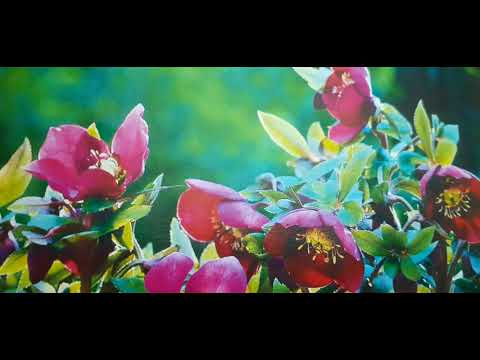 SVE O ZAKONU PRIVLAČENJA 💛Abraham Hicks Motivacija, Vibracija, Misao, Fokus, Vortex, Manifestiranje