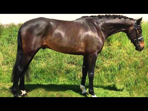 *PROSPECT SCOPEY STAR*CORLI, 2015, gelding, by Corlensky (Cornet Obolensky)