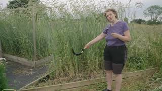 Rågen står oss över huvudet