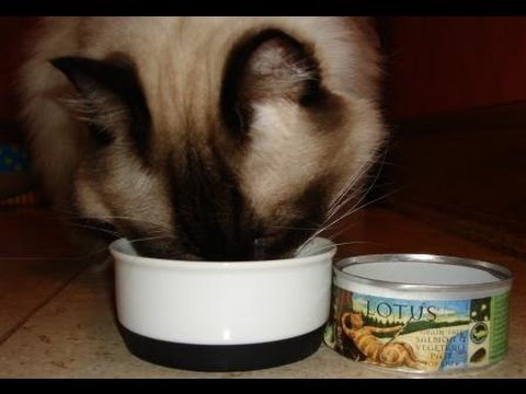Ragdoll Cats Try Lotus Salmon and Vegetable Pate