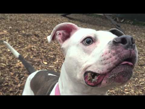 Leah - Foster to Adopt, an adopted American Bulldog & American Staffordshire Terrier Mix in Briarcliff Manor, NY_image-1