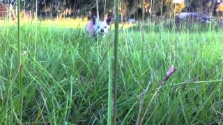 happy chihuahua in tall grass
