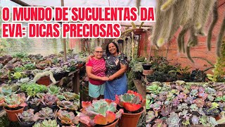 MUNDO DE SUCULENTAS DA EVA: LINDAS,  SAUDÁVEIS E RARAS | ROSA DO DESERTO | DICAS IMPORTANTES 