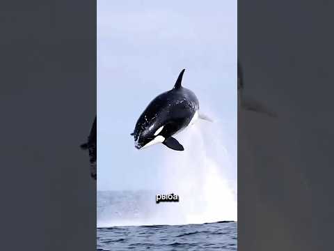 Лучше не встречаться с этой рыбой#рыба#факты#крокодил#косатка#сом#акула#рекомендации#карп#щука#viral