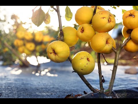 Pigwa a pigwowiec. Czym się różni pigwa od pigwowca? Japanese quince