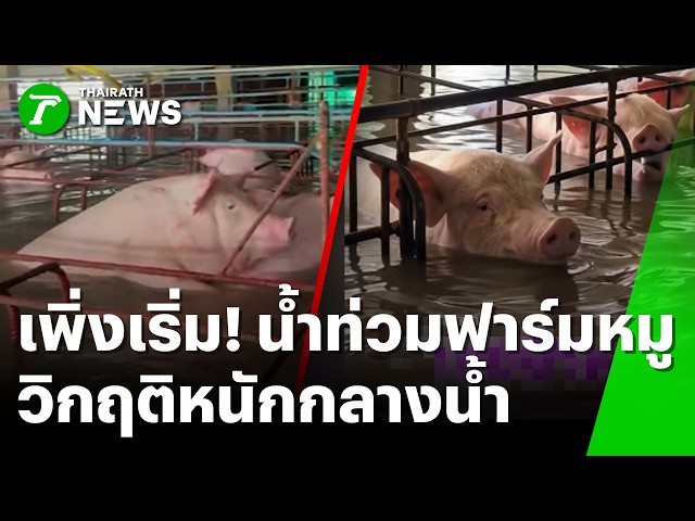น้องหมูก็ไม่รอด! น้ำทะลักท่วมฟาร์ม ลอยคอร้องระงม | 5 ต.ค. 69 | ข่าวเช้าหัวเขียว
