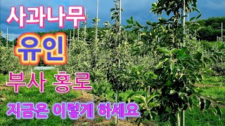 사과나무 유인 부사와 홍로 유인 방법도 달리해야 한다