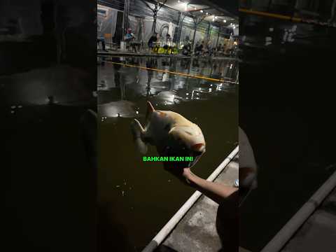 Saat semua Umpan Gagal… Ini jadi Penyelamat!