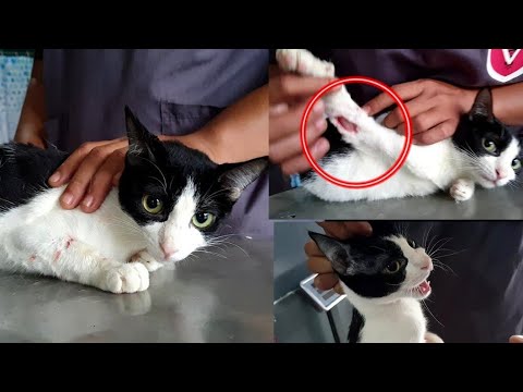 Cat Spayed Surgery Aftercare -  