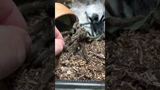 Collecting The Molt From A Tarantula by Brian Barczyk
