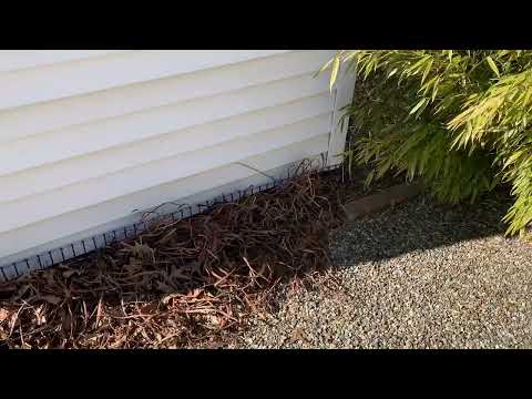 Skunk Sheltering & Stinking Up Homeowners Shed in Freehold, NJ