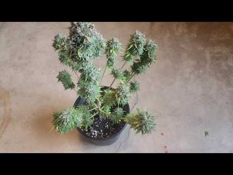 White widow Autoflower Harvest cannabis grow Vlog