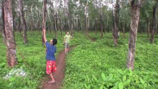 preview picture of video 'Viaje a Camboya 16 - Plantaciones de caucho en Kompong Cham'