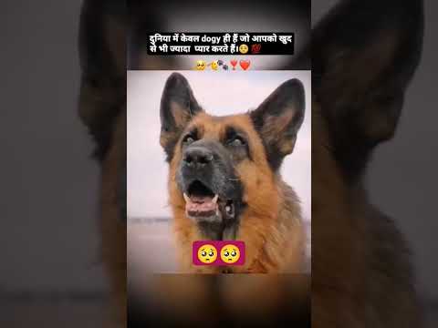 Heart touching love of dogs 🥺🥺🥺 #like #love # dog lover #emosnal 😭