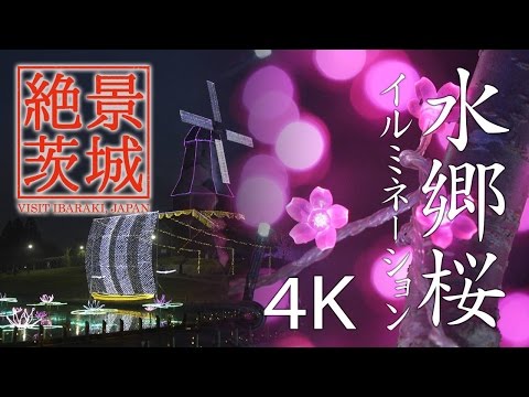 【絶景茨城】水郷桜イルミネーション｜VISIT IBARAKI, JAPAN