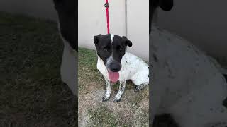 Video preview image #1 Labrador Retriever-Unknown Mix Puppy For Sale in Rowlett, TX, USA