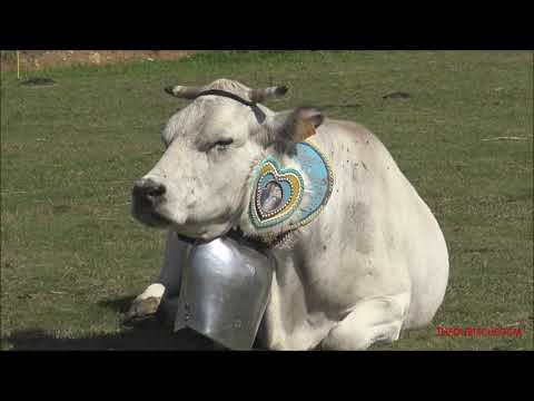 MUCCHE CON CAMPANACCI CHE RIPOSANO E RUMINANO A PRATO NEVOSO. (CN) DOM. 19 - 9 - 2021.