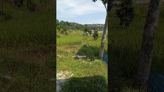 Download lagu villa Bogor murah di sewakan pamijahan #villa #pemandangan mp3