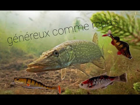 3 brochets à 700 dents  🦈