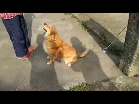 Cute Dog ARU tries Circle Movement!