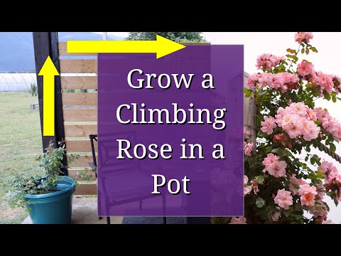 image-How long does Climbing Rose take to grow?