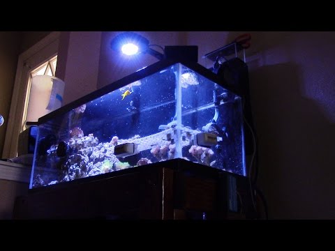 20 GALLON LONG NANO REEF TANK SALTWATER AQUARIUM UPDATE