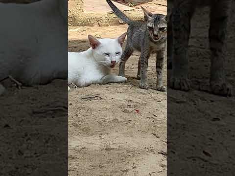 Wake up today in the morning and saw two cats together #cat#shorts #shortsfeed #shortsyoutube