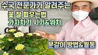 수국 전문가가 알려주는 수국 꽃 잘 피우는법!! 수국 화분에서 예쁘게 키우는법!! 가지치기, 분갈이, 월동까…