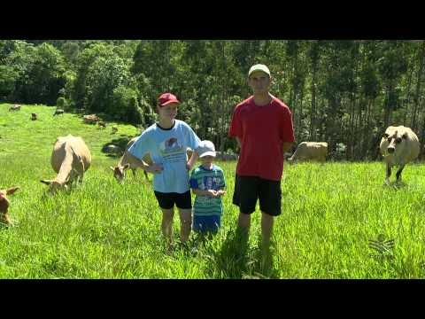 A rotina de quem produz leite - vídeo sobre a atividade leiteira