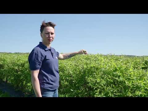 Spróbujcie i wybierzcie ulubioną odmianę jagody kamczackiej