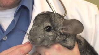 Chinchilla Pets : What Is Being Done to Save Chinchillas?