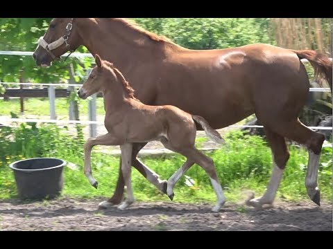 *2019 Stute von Escamillo - Don Argentinus (10 Tage alt)