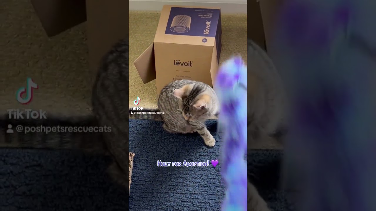 Holly, a Adoptable Domestic Short Hair in Long Beach, NY video 5/6