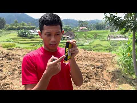 KING KONG SUIT TOR - 1 BOX 12 PCS