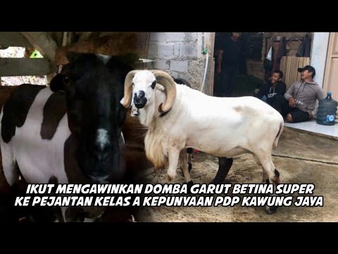 MENGANTAR SUBSCRIBER YANG INGIN MEMPUNYAI KETURUNAN DARI DOMBA PEJANTAN SUPER KELAS A