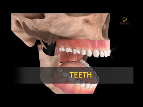 Practically's Concepts - About Human Teeth- #LearnPractically
