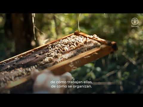 Productoras apícolas mapuche del Grupo Kume Ziwlliñ Mapu en Neuquén, Argentina